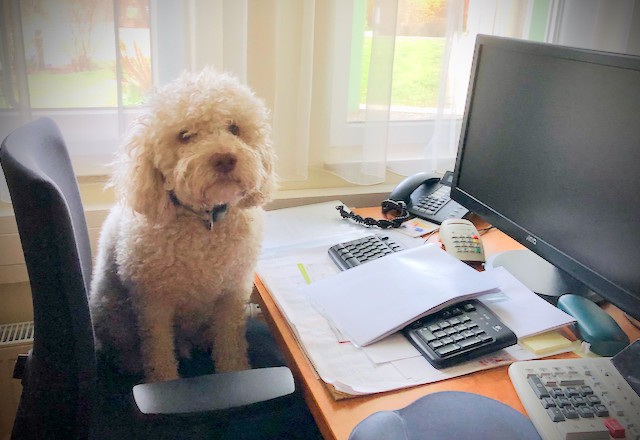 Fluffy dog sitting on an office chair at a desk with computer, calculator, and documents, looking directly at the camera in a bright room with windows.